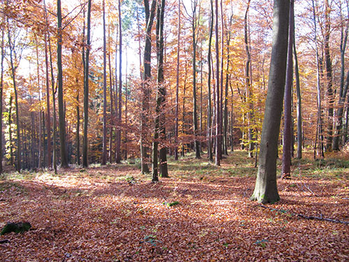 Herbst-Aktionswochen im Eispavillon in Mespelbrunn / Bild: DOPS